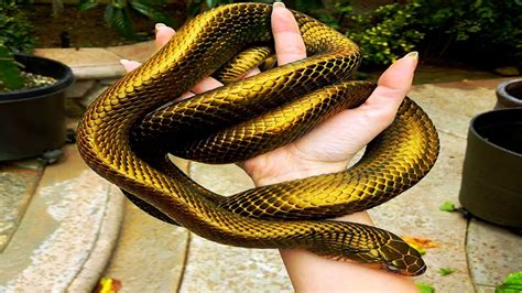 most expensive snake poison.